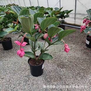 宝莲灯花苗盆栽大棚基地批发绿植宝莲灯花卉多花头花苞真花珍珠