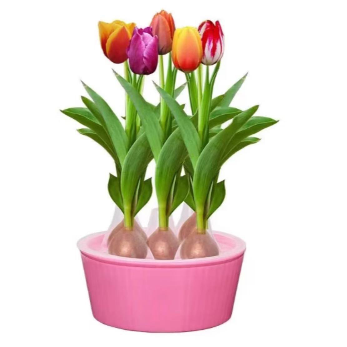 荷兰郁金香大种球水培水养耐寒花卉种子室内阳台好养植物当年开花