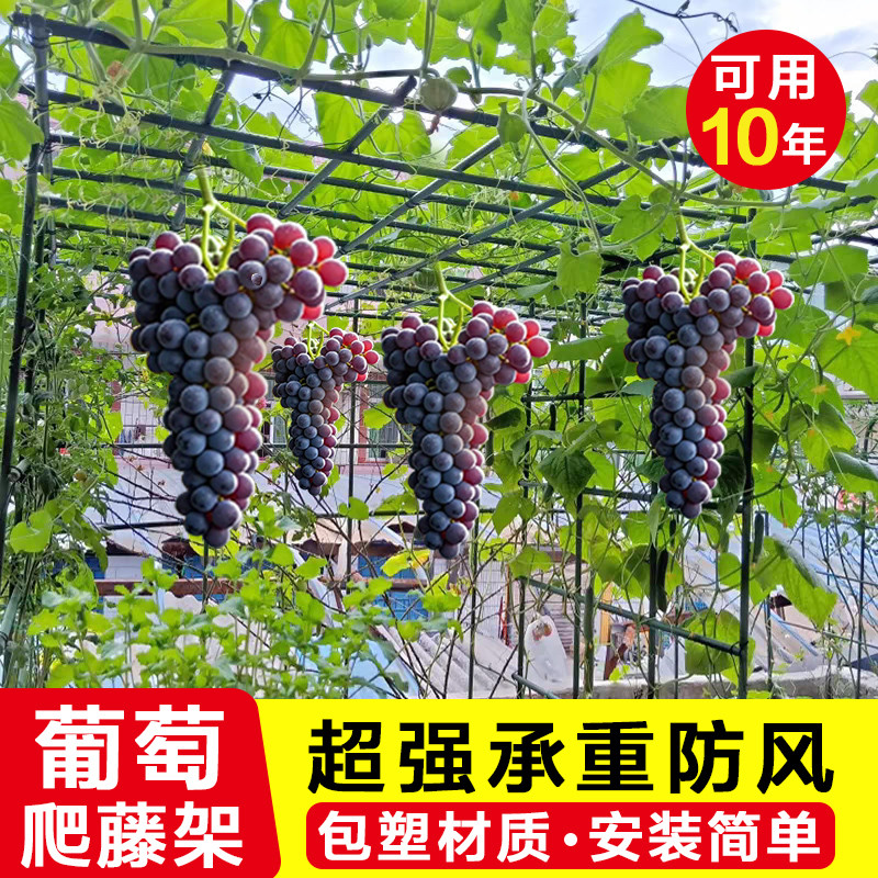 葡萄爬藤架子庭院户外花架立柱杆百香果阳台植物固定专用园艺厂家