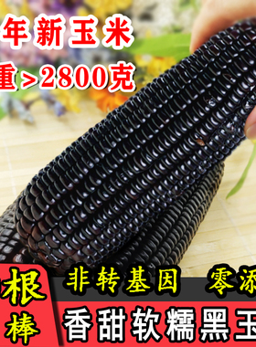 今年头茬新鲜大棒黑糯玉米10根甜黏真空非转基因零添加粗粮低脂包