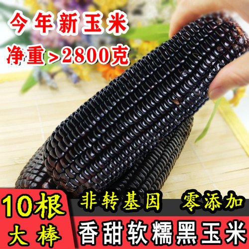 今年头茬新鲜大棒黑糯玉米10根