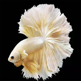 泰斗鱼观赏鱼将军半月大耳狮王马尾母鱼印尼热带鱼活体糖果淡水鱼