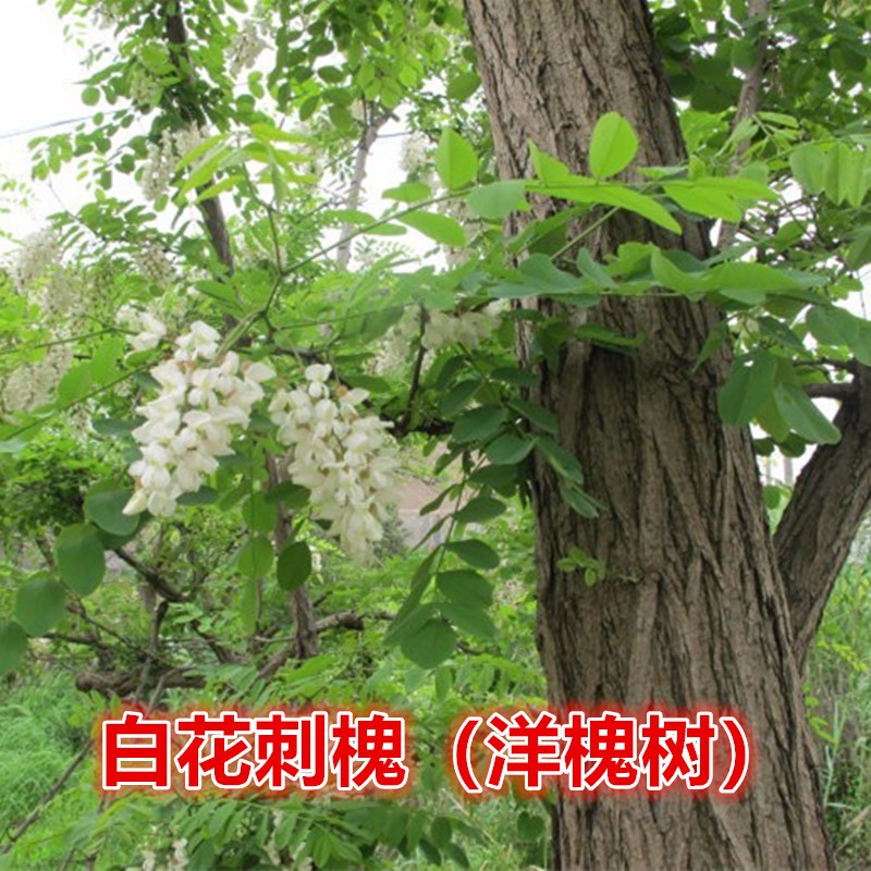 洋槐花树苗刺槐树庭院门前屋后风水宝地应用老桩盆栽