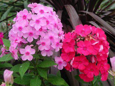 北方耐寒宿根花庭院素材模板 北方耐寒宿根花庭院图片下载 小麦优选