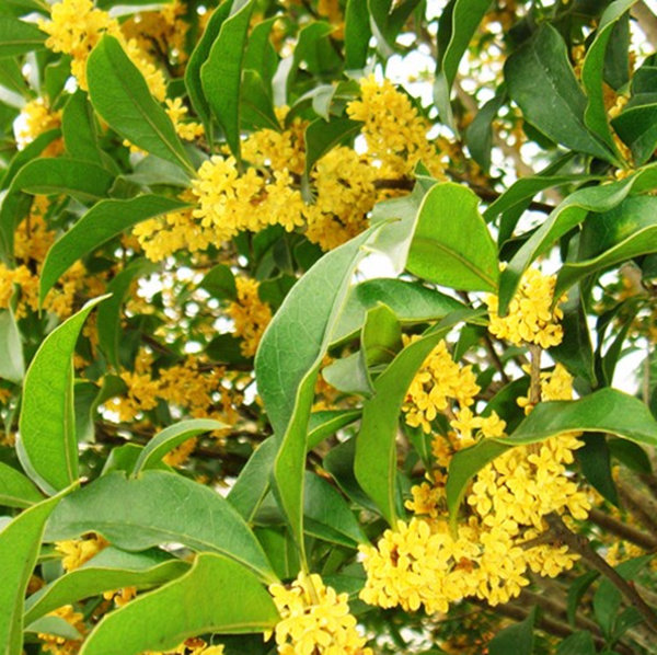 小桂花种子金桂沉香八月桂花树种桂花种籽四季盆栽芳香小树种籽
