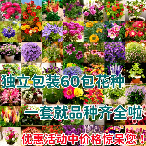 60种花种子大全阳台盆栽一套齐全
