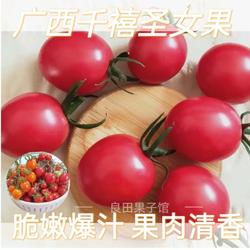 广西新鲜千禧黄金圣女果小番茄当季水果 百色田阳圣女果之乡