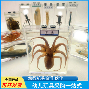幼儿园科学实验教学认识真实动物浸制爬行类儿童探索发现鱼类标本