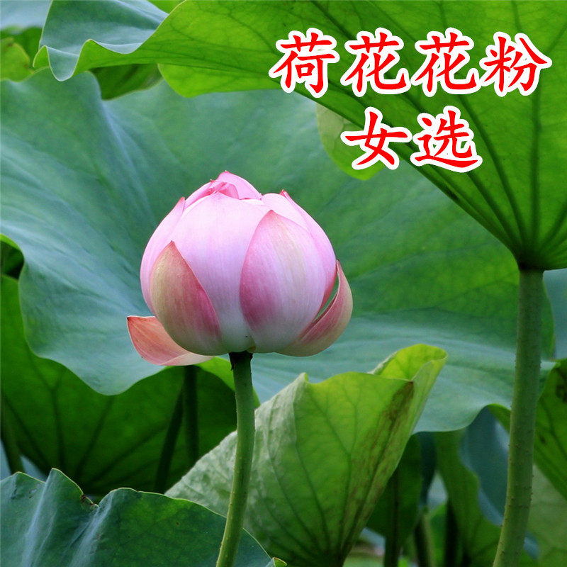 YH Hornet fresh natural New Bee Pollen Lotus powder Half a pound, two bottles= 500gin the Traditional nourishing food , Bee , Bee Pollen  category - from Buy2taobao.com to provide professional Taobao agent buy service