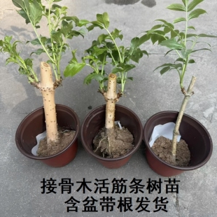 新鲜活筋条树苗接骨木顺筋枝崴手脚关节扭伤骨折专用庭院阳台带根
