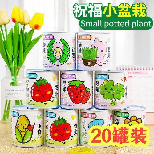 种植罐头网红种植小盆栽儿童礼品