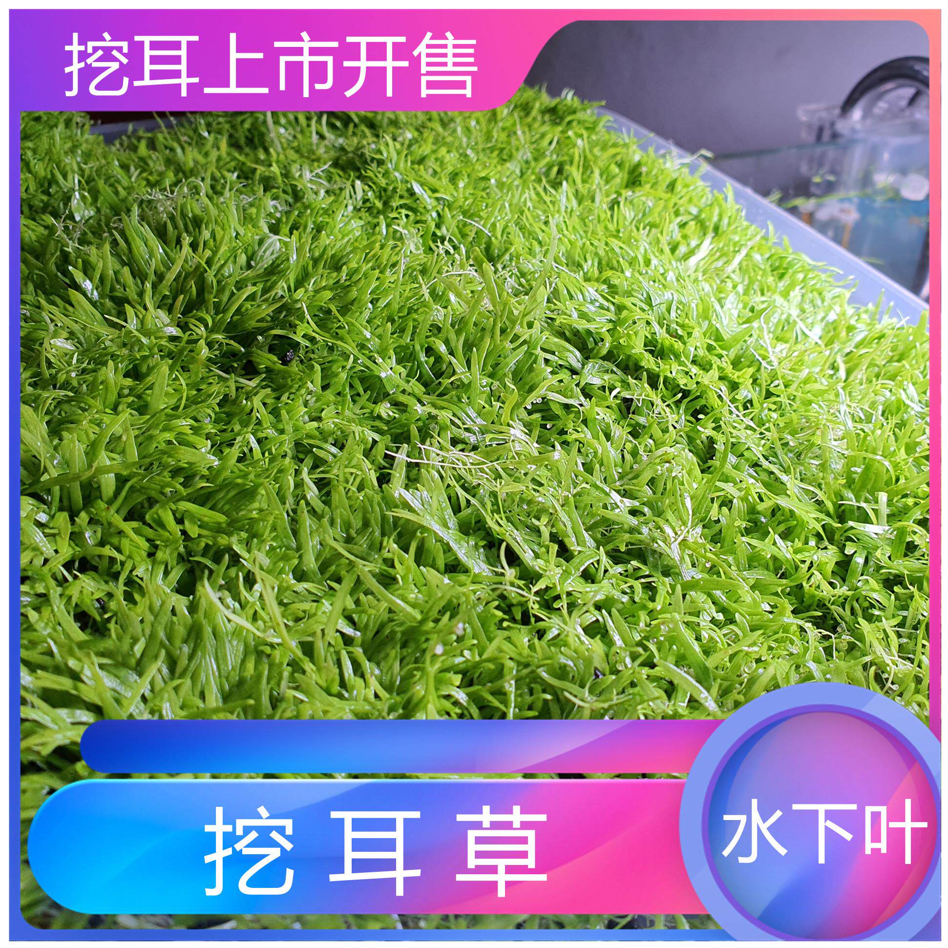 挖耳草水下叶草坪高端自来水草缸自养