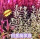 白色水草白金高珍珠水下叶水草鱼缸造景草缸中后景造景二氧化碳
