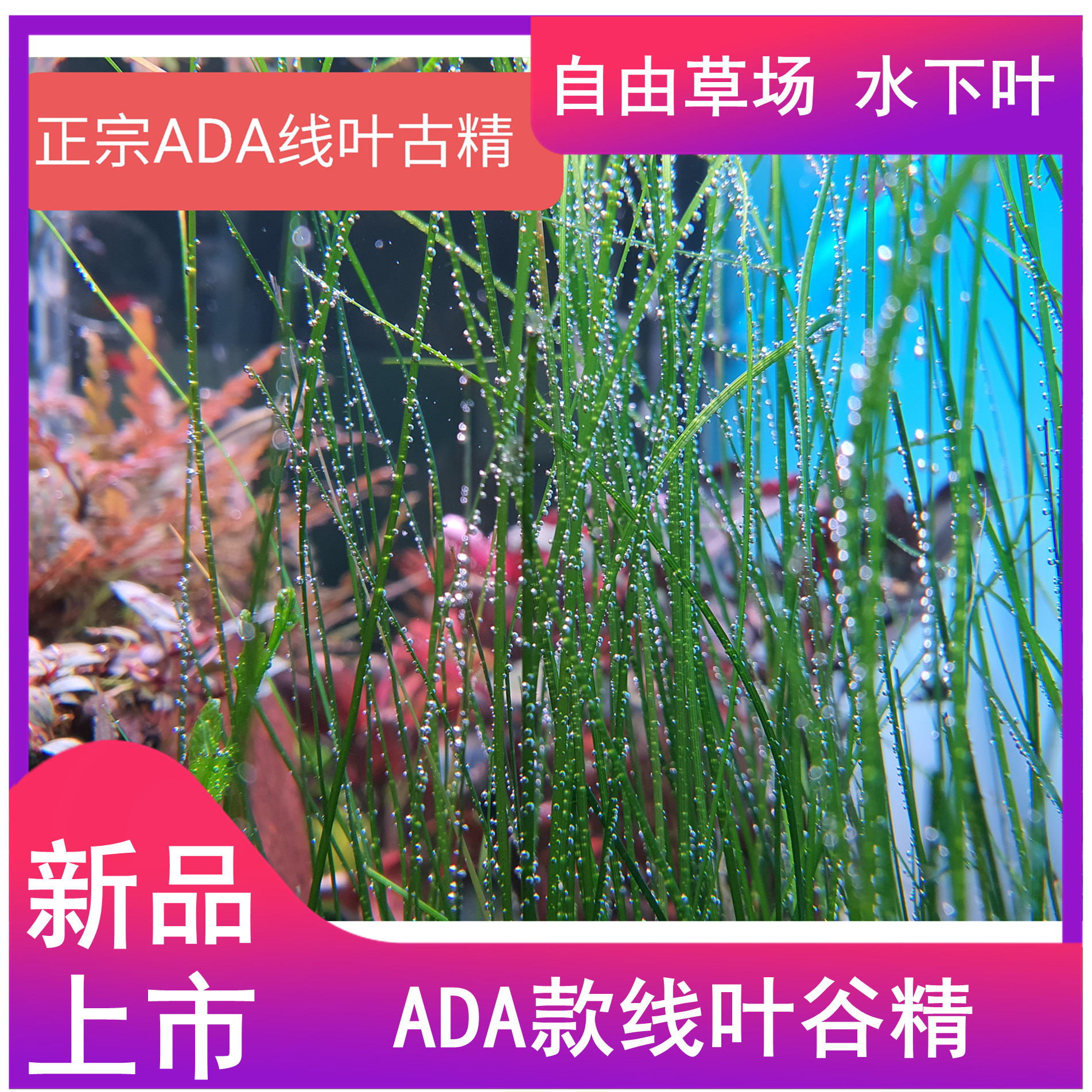 线叶谷精细叶谷精ADA款