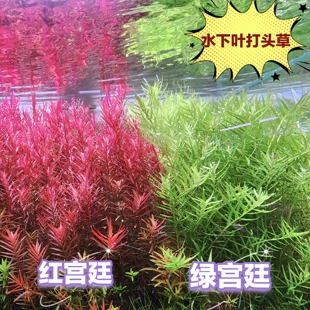 绿宫廷红宫廷血宫廷新加坡尼特利趴地美杜莎水下叶橙汁宫廷水草
