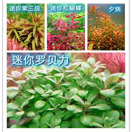 品种齐全中景后景菜园子草场自养