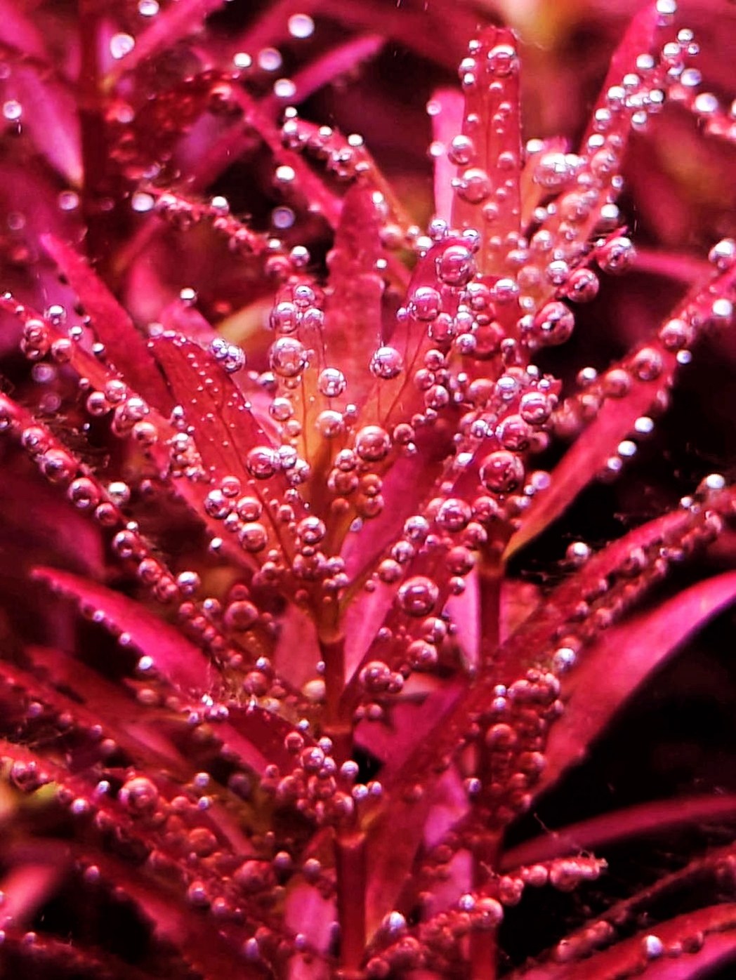 新加坡血红宫廷后景红草荷兰景搭配水下叶新品种