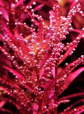 新加坡血红宫廷后景红草荷兰景搭配水下叶新品种