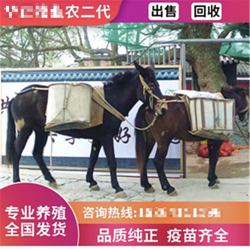 改良骡子活体托运活骡子
