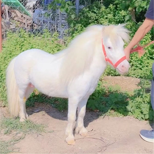 进口设特兰法拉贝拉德保矮马
