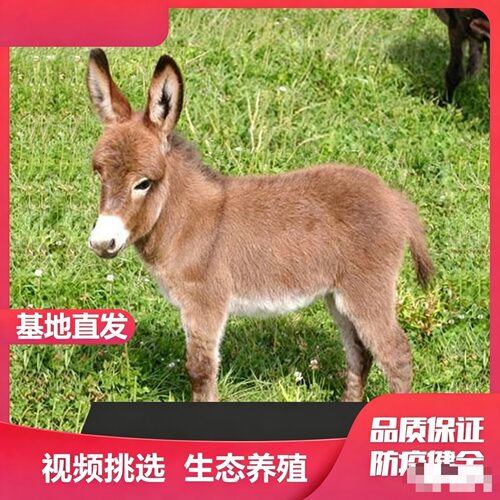 景区宠物小毛驴互动打卡拉车骑乘