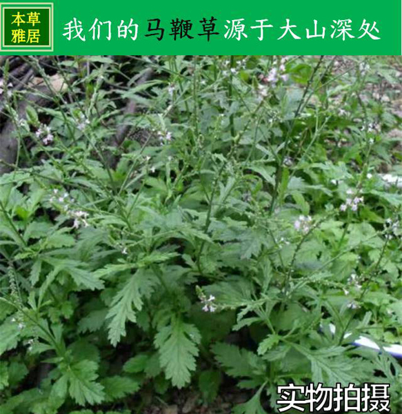 铁马鞭草药功效图片