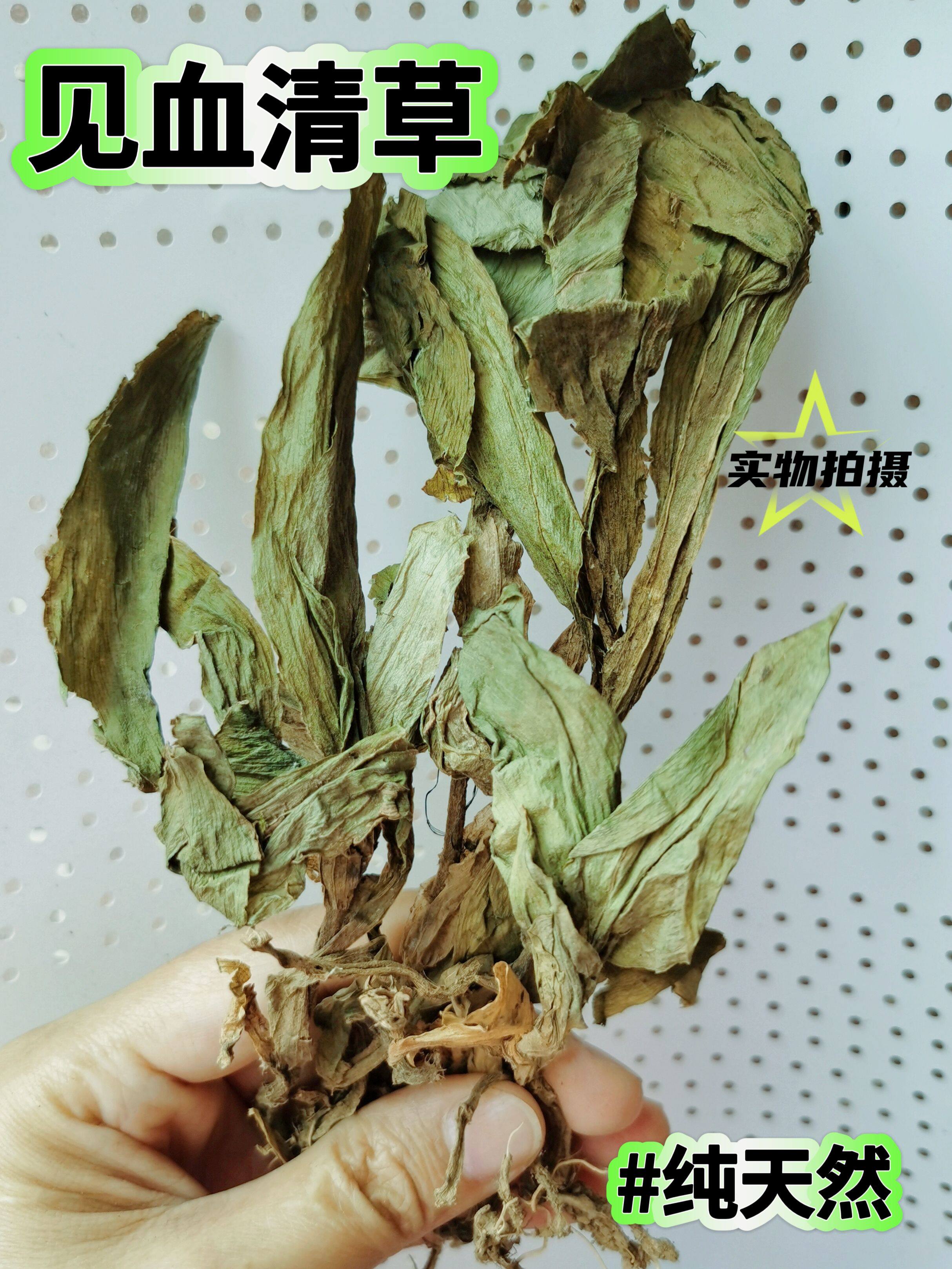 四川正宗见血清草全草晒干见血青