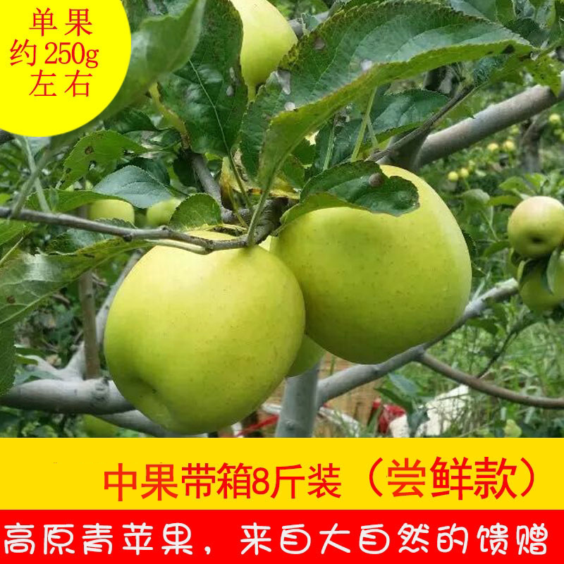 泸定青苹果新鲜水果带箱8斤应季现摘当季脆甜孕妇鲜果非盐源平果