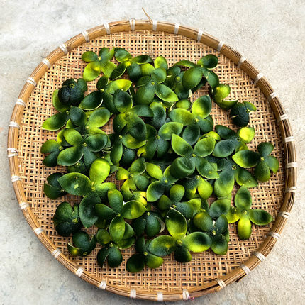 正宗四川四花青橘皮中药材青橘皮桔子皮青皮青陈皮桔皮小青柑青皮