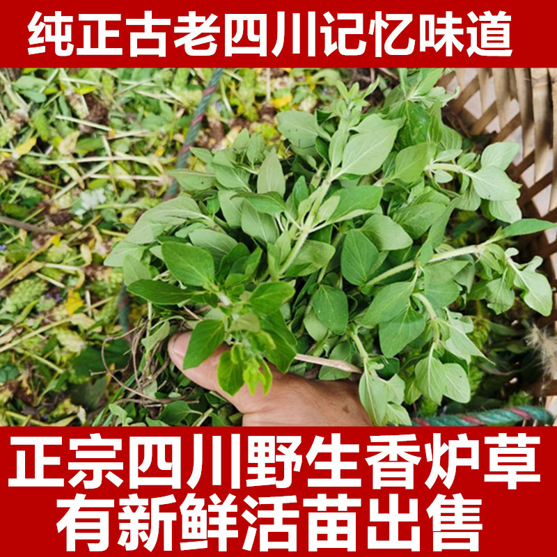 四川野生香龙草香炉草香草香如茶香浓草香笼草香鹿香茹茶150g包邮