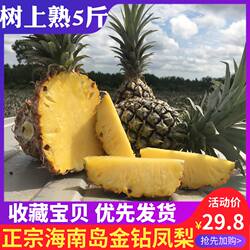 【海南直发】海南金钻凤梨新鲜水果手撕菠萝现摘现发5斤