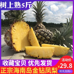 【海南直发】海南金钻凤梨新鲜水果手撕菠萝现摘现发5斤