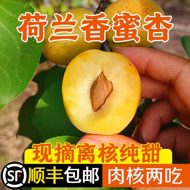 顺丰甘肃荷兰香蜜杏现摘纯甜