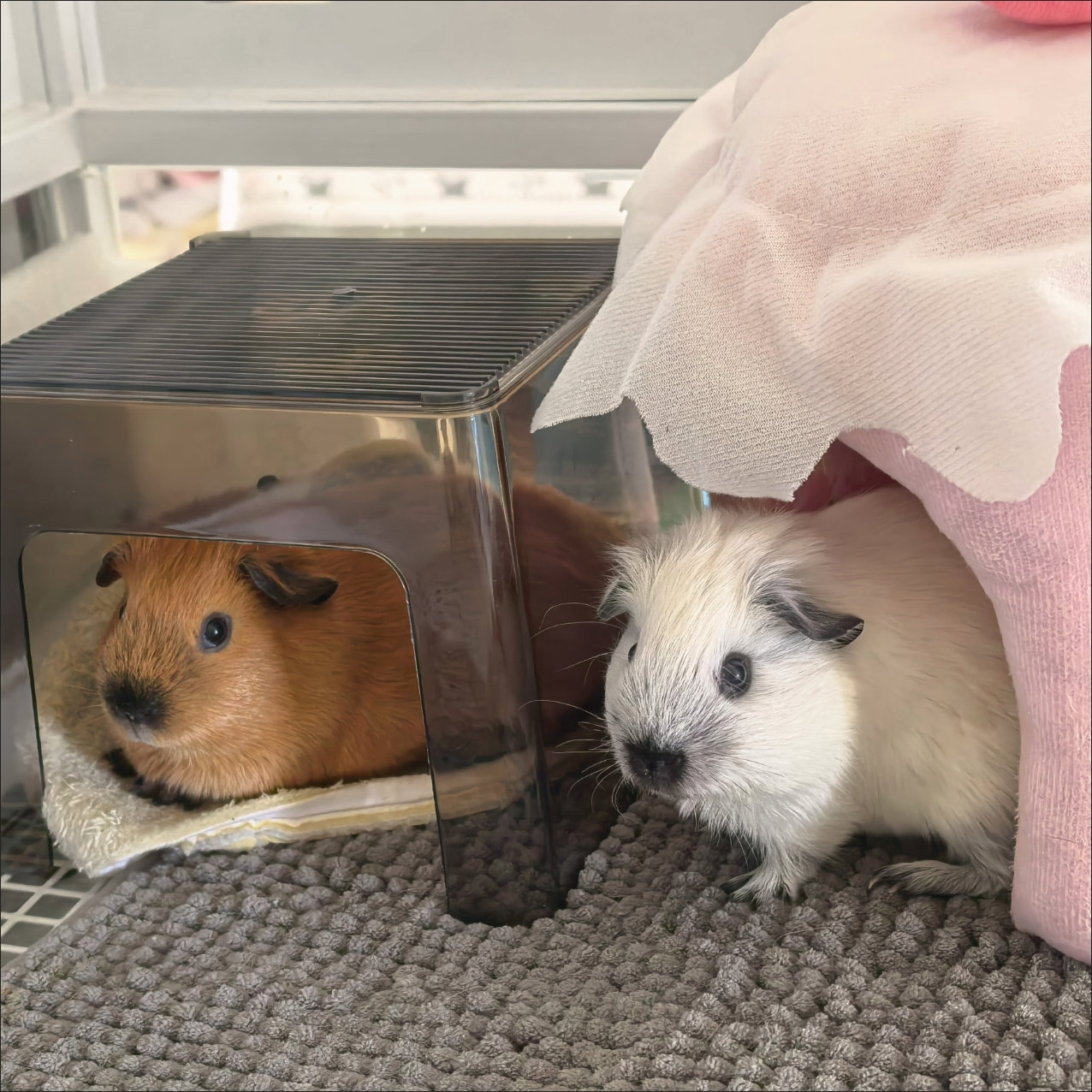 亚克力仓鼠简约宠物窝金丝熊室内四季正方形透明荷兰猪躲避屋,宠物/宠物食品及用品,窝,淘宝优惠券,粉丝福利购,淘宝优惠卷