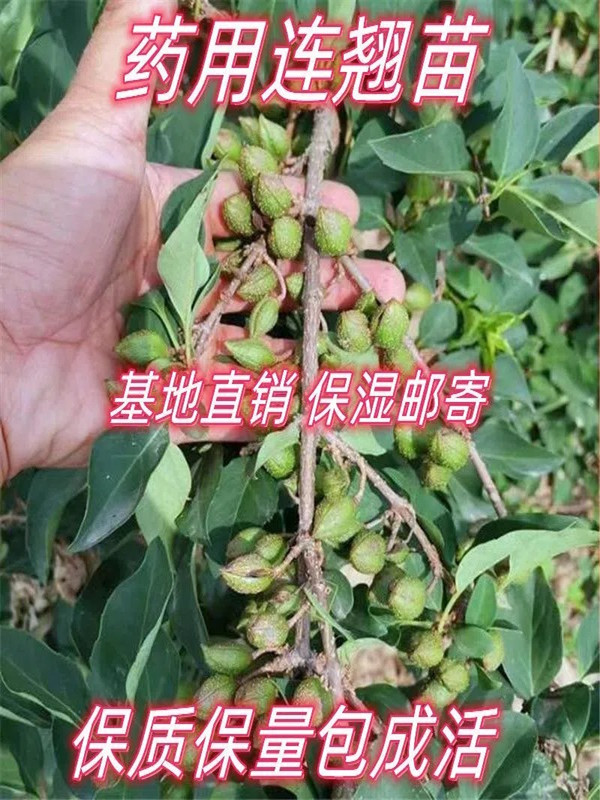 连翘树苗连翘3号5号药用大果晋H6连翘苗南北方种植庭院盆栽地栽