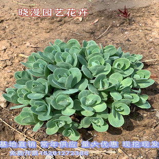 蝎子草 八宝景天盆栽 止痒跌打损伤 防蚊虫叮咬 活血 三七植物