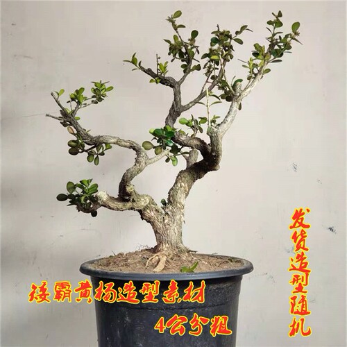 矮霸瓜子黄杨耐寒耐冻一物一拍