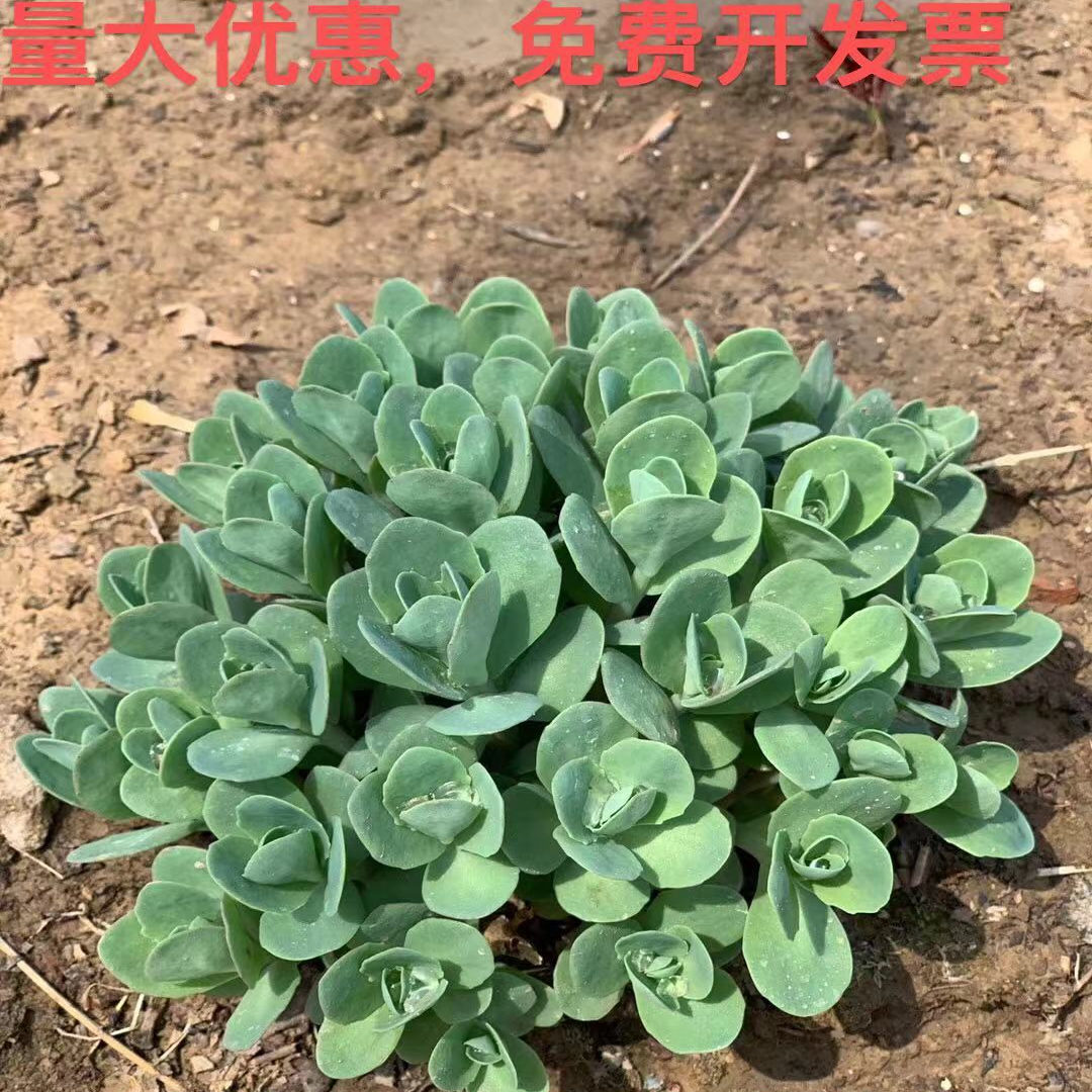 八宝景天蚊虫叮咬止痒植物三七