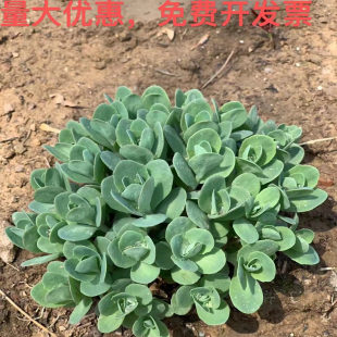 八宝景天盆栽 蝎子草 三七植物  防蚊虫叮咬 止痒跌打损伤 活血