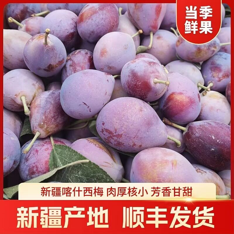 新疆法兰西西梅甜李子应季现摘图片