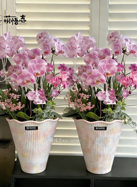 景德镇陶瓷蝴蝶兰花盆轻奢高级异形粗陶大花惠兰拱兰文心兰专用盆