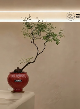 渐变色仿古禅意大口径陶瓷花盆桌面小盆栽客厅阳台高脚蝴蝶兰专用