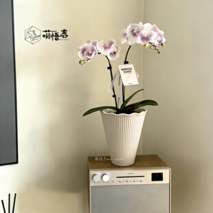 景德镇陶瓷蝴蝶兰花盆轻奢高级异形粗陶大花惠兰拱兰文心兰专用盆