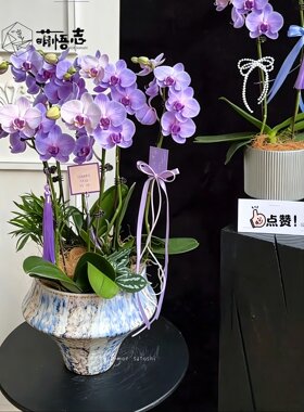 萌悟志欧式轻奢宽口高脚陶瓷花盆