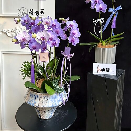 萌悟志欧式轻奢宽口高脚陶瓷花盆