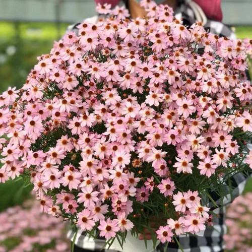 满18元包邮 金鸡菊花苗盆栽 矮型 热带草莓樱桃柠檬水 耐寒耐热