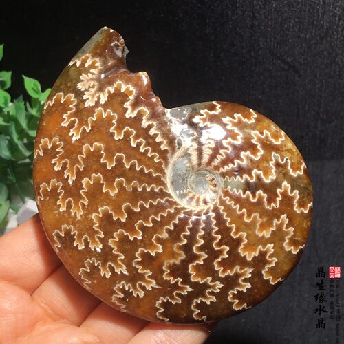 天然马达加斯加雕嘴螺化石收藏标本实物图特价