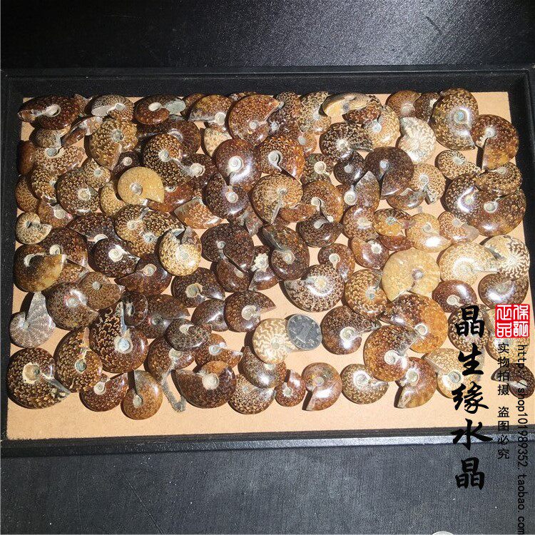 天然精品小玉化螺菊石螺古生物化石标本收藏化石实物图总重1220克