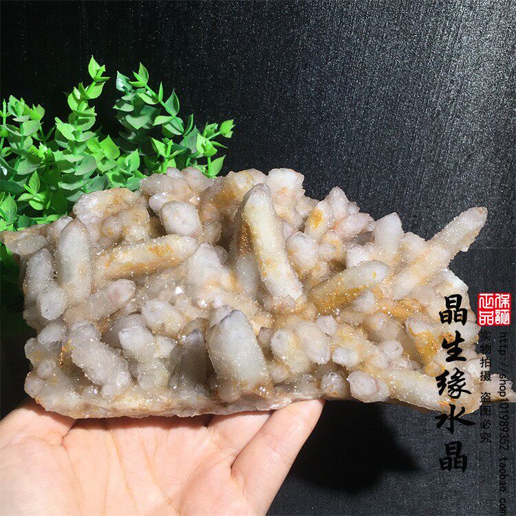 天然南非仙人掌水晶矿物晶体
