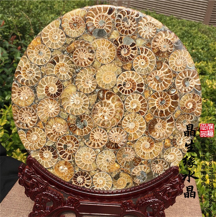 马达加斯加天然玉化螺化石螺